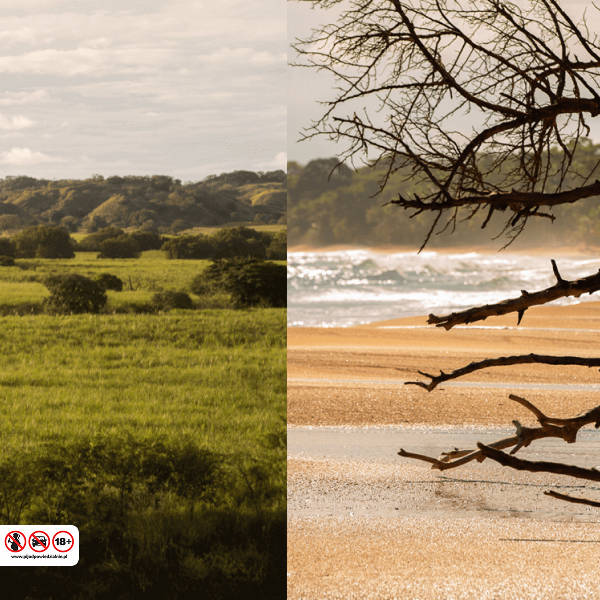 Fizzy Peachtree Image